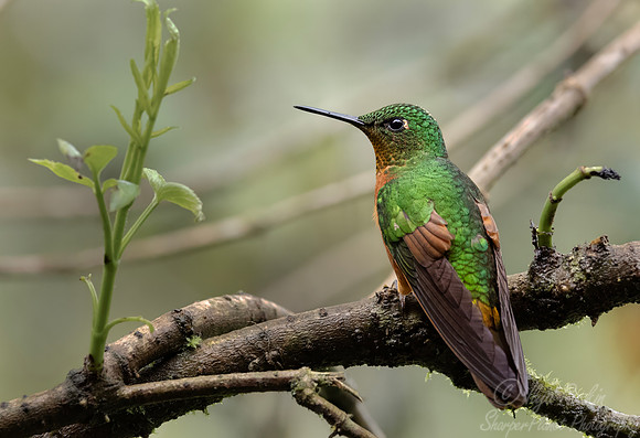 592 Chestnut-breasted coronet (Boissonneaua matthewsii) - Ecuador