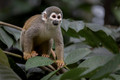 281 Ecuadorian squirrel monkey (Saimiri cassiquiarensis macrodon) - Ecuador