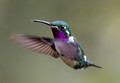 595 White-bellied woodstar (Chaetocercus mulsant) - Ecuador