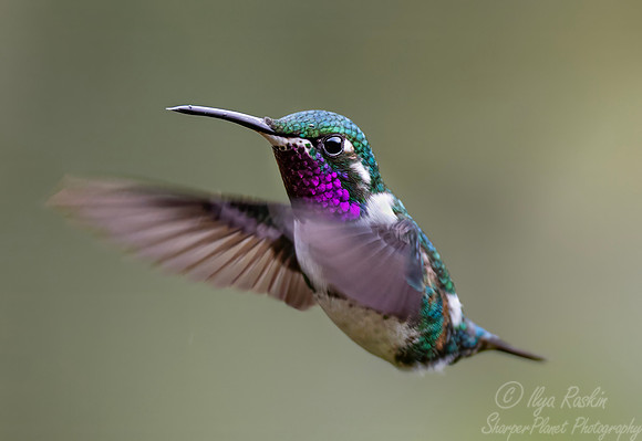595 White-bellied woodstar (Chaetocercus mulsant) - Ecuador