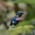 598 Gorgeted woodstar male(Chaetocercus heliodor) - Ecuador