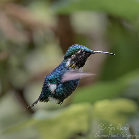 598 Gorgeted woodstar male(Chaetocercus heliodor) - Ecuador