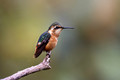 597 Gorgeted woodstar female(Chaetocercus heliodor) - Ecuador