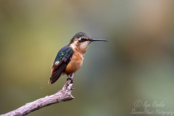 597 Gorgeted woodstar female(Chaetocercus heliodor) - Ecuador