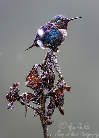 596 Little woodstar (Chaetocercus bombus) - Ecuador