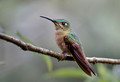 593 Fawn-breasted brilliant (Heliodoxa rubinoides) - Ecuador