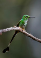 600 Peruvian racket-tail (Ocreatus peruanus) - Ecuador
