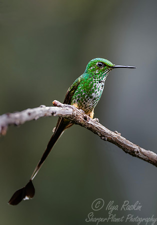 600 Peruvian racket-tail (Ocreatus peruanus) - Ecuador