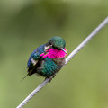 600.3 Gorgeted woodstar male(Chaetocercus heliodor) - Ecuador.