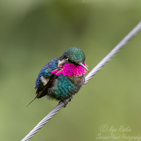 600.3 Gorgeted woodstar male(Chaetocercus heliodor) - Ecuador.