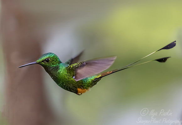 600.1 Peruvian racket-tail (Ocreatus peruanus) - Ecuador