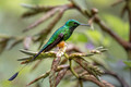 600.2 Peruvian racket-tail (Ocreatus peruanus) - Ecuador