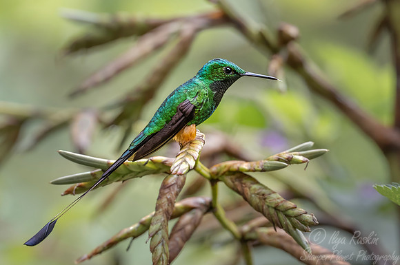 600.2 Peruvian racket-tail (Ocreatus peruanus) - Ecuador