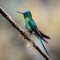 600.5 Long-tailed Sylph (Aglaiocercus kingii) - Ecuador