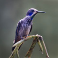 600.6 Brown violetear (Colibri delphinae) - Ecuador