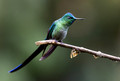 600.4 Long-tailed Sylph (Aglaiocercus kingii) - Ecuador