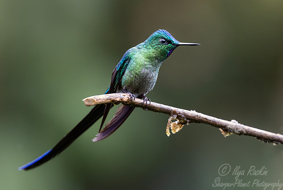 600.4 Long-tailed Sylph (Aglaiocercus kingii) - Ecuador