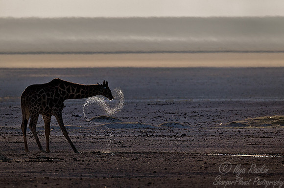 131 Giraffe (Giraffa camelopardalis) - Etosha Namibia
