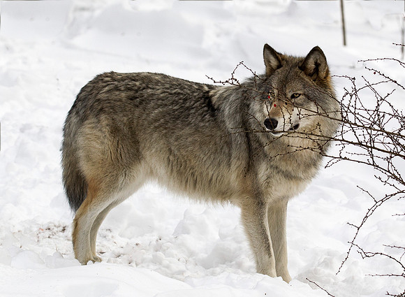 114 Gray Wolf (Canis lupus) - NJ
