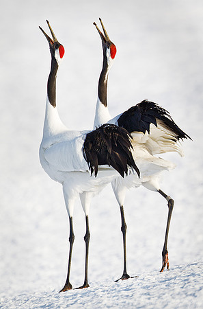 051 Red-crowned Cranes (Grus japonensis) - Hokkaido Japan