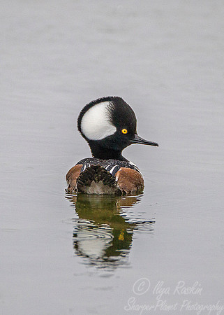 160 Hooded Merganser (Lophodytes cucullatus) - NJ