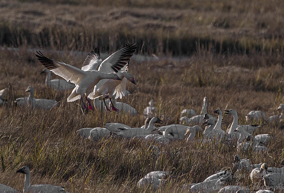 179 Snow Geese  (Chen caerulescens) - NJ