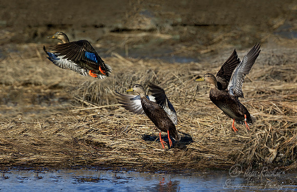 191 American Black Ducks (Anas rubripes) - NJ