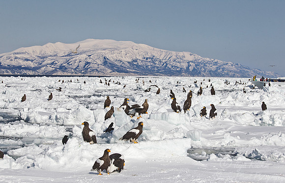 134 Steller's Sea Eagles (Haliaeetus pelagicus) - Hokkaido Japan