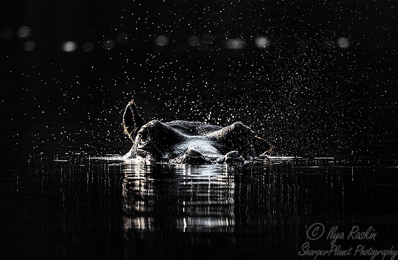 406 Hippopotamus (Hippopotamus amphibius) - Botswana