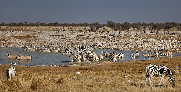 058 Plain Zebras  (Equus quagga) - Etosha Namibia