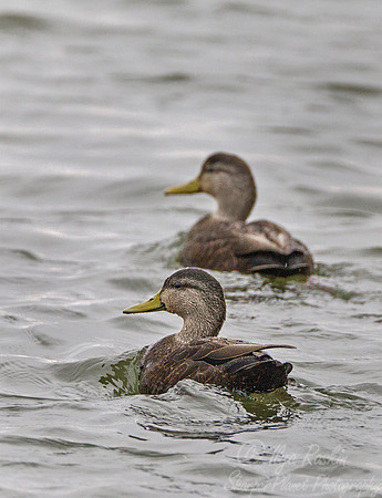 157 American Black Ducks (Anas rubripes) - NJ