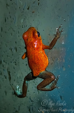 075 Strawberry Dart Frog (Oophaga pumilio) - NJ