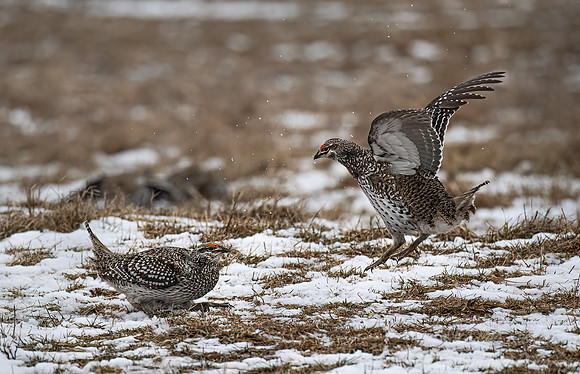091 Sharp-tailed grouse (Tympanuchus phasianellus) - MN