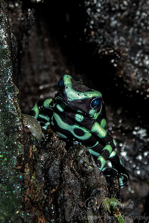 069 Dart Frog (Dendrobates auratus) - NJ