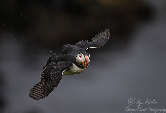 067 Atlantic Puffin (Fratercula arctica) - Iceland