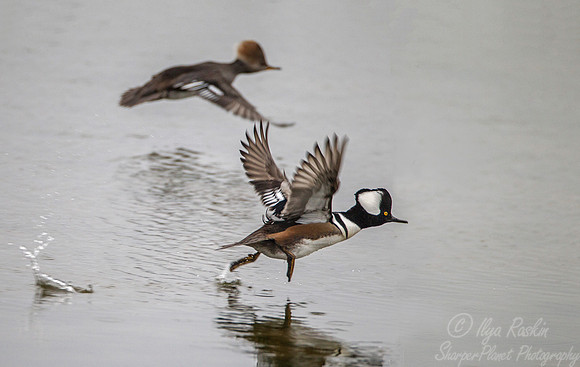 161 Hooded Mergansers (Lophodytes cucullatus) - NJ