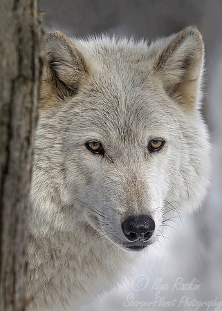 103 Gray Wolf (Canis lupus) - NJ