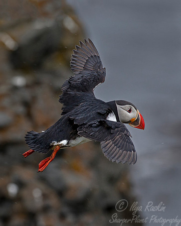 062 Atlantic Puffin (Fratercula arctica) - Iceland