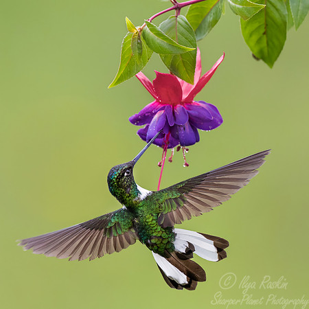 488 Collared inca (Coeligena torquata) - Colombia cloud forest