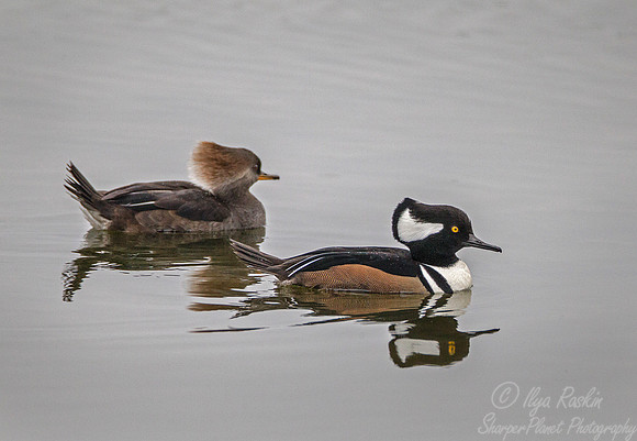 158 Hooded Mergansers (Lophodytes cucullatus) - NJ
