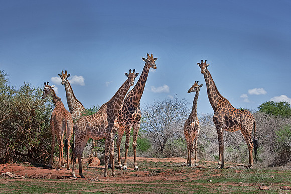 073_Giraffes (Giraffa camelopardalis)_Madikwe_S Africa
