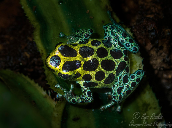 074 Dart Frog (Ranitomeya imitator) - NJ