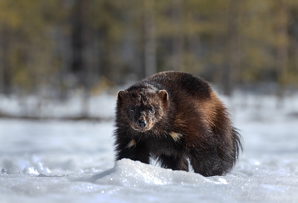 223 Wolverine (Gulo gulo) - Finland