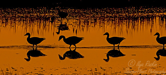 166 Snow Geese  (Chen caerulescens) - NJ