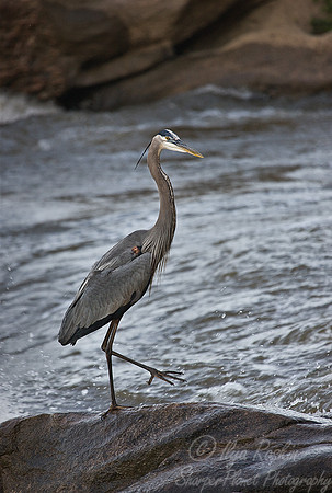 008_Great Blue Heron (Ardea herodias)_VA