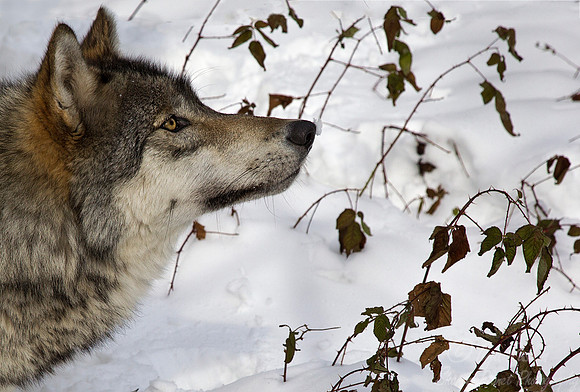 112 Gray Wolf (Canis lupus) - NJ