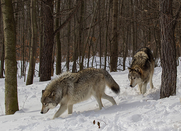 106 Gray Wolves (Canis lupus) - NJ