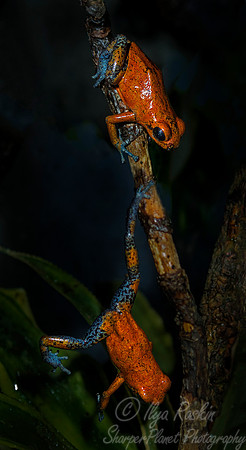 077 Strawberry Dart Frogs (Oophaga pumilio) - NJ