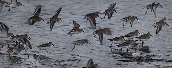 184 Dunlin (Calidris alpina) - NJ