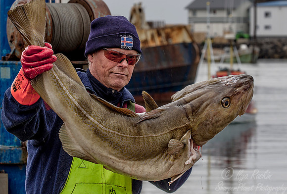 096 Husavik - Iceland